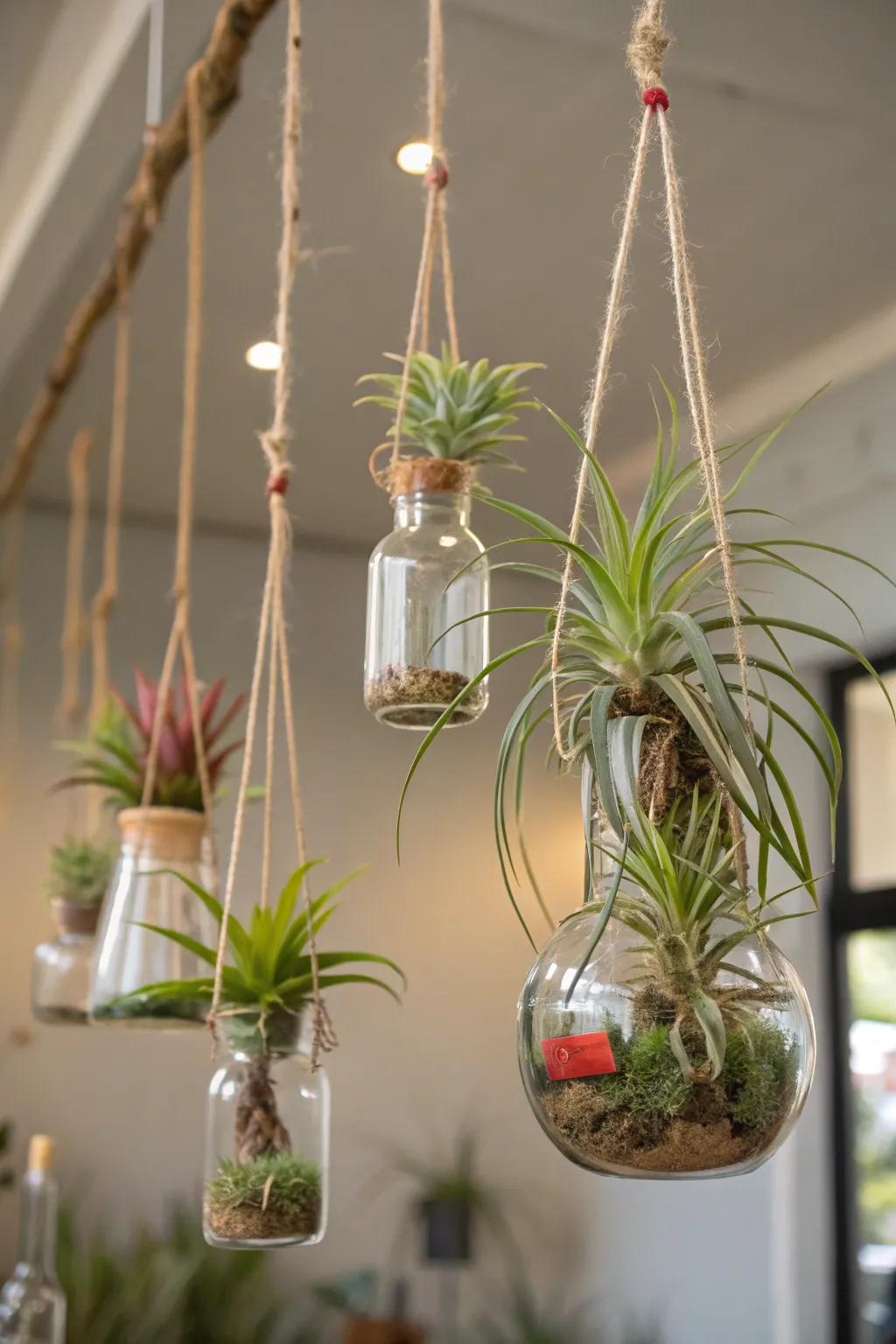 Discover the versatility of ethereal air plants.