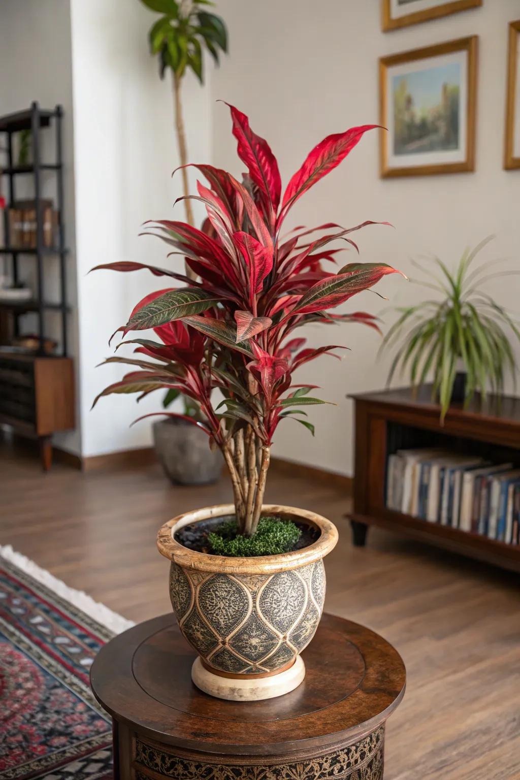 Add bold, vibrant colors with a red Chinese evergreen.