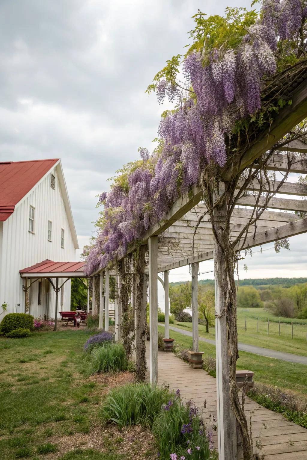 A pergola with vines creating a shaded sanctuary.