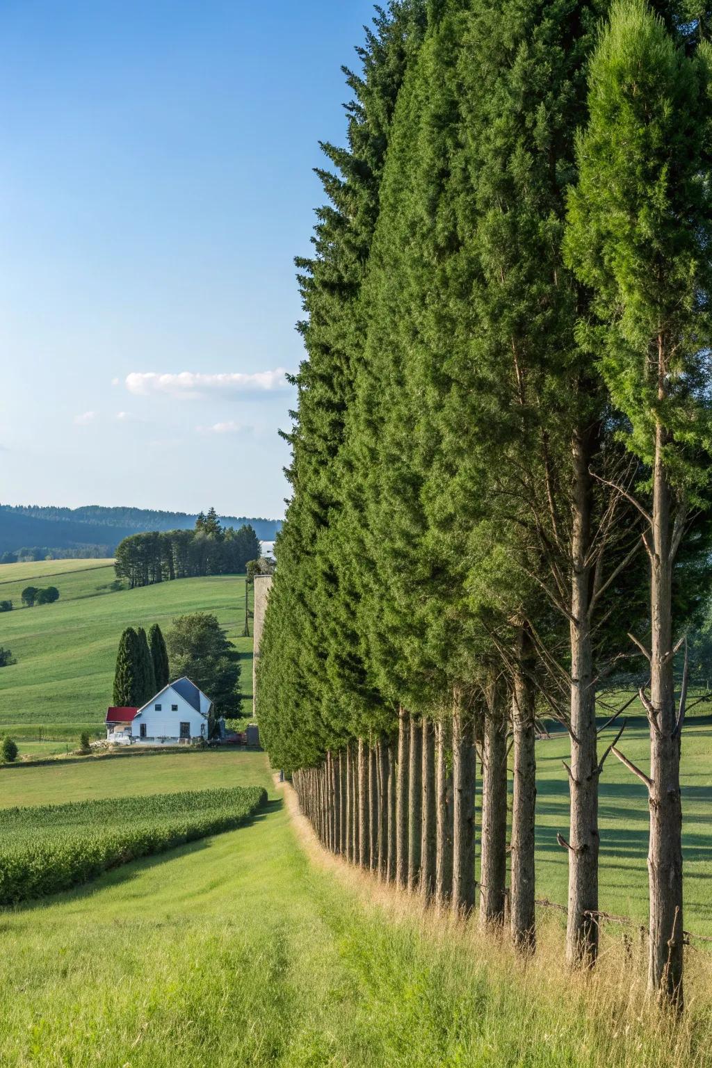 Natural privacy screens offering seclusion and beauty.