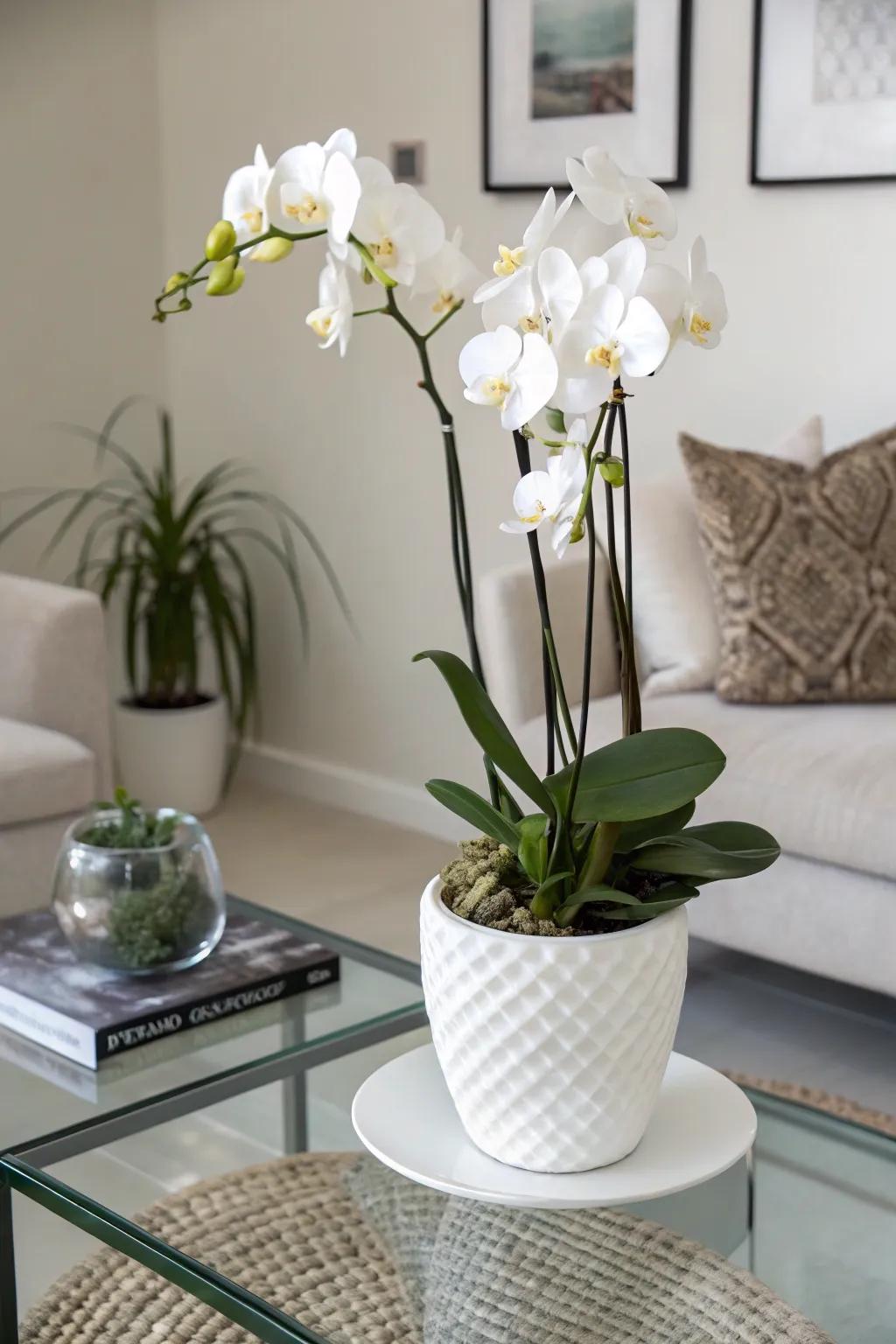 A sophisticated orchid arrangement with a modern touch.